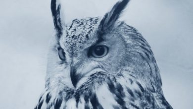 SERPO - Ветром стать (Wan Owl Remix) #2