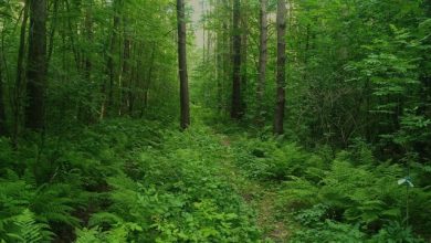 Gosh-Green (Green wood)