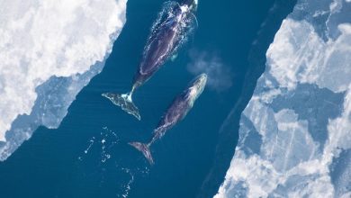 Dj Sergey Jax - Whales (31.03.2025)