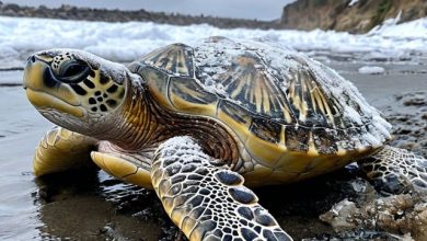 Dj Kach B2B HALL HOGAN (ака Turtle) Podcast #LiquidAction #11