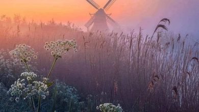 Andrey Malinov - Injection of Dreams #202