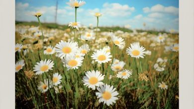 SIBIRYAKOV "For Your Bright Day"