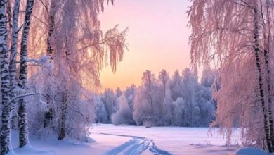 Сказки тётушки Зимы