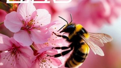 DJ Шмель-SPRING HONEY