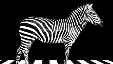 Scooter - Zebras Crossing The Street (Domain K. Remix)