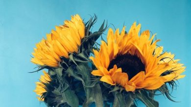 Triangle Sun - Summer of Our Love(SolarFlow feat DSP studio Cover)