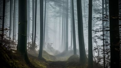 DeMotion - The Path to Emotions