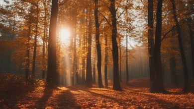 Autumn Rush