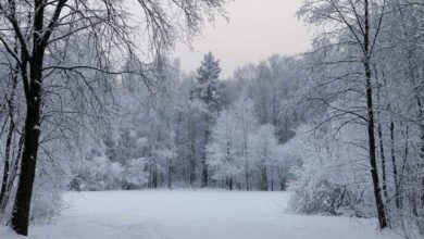 Снег
